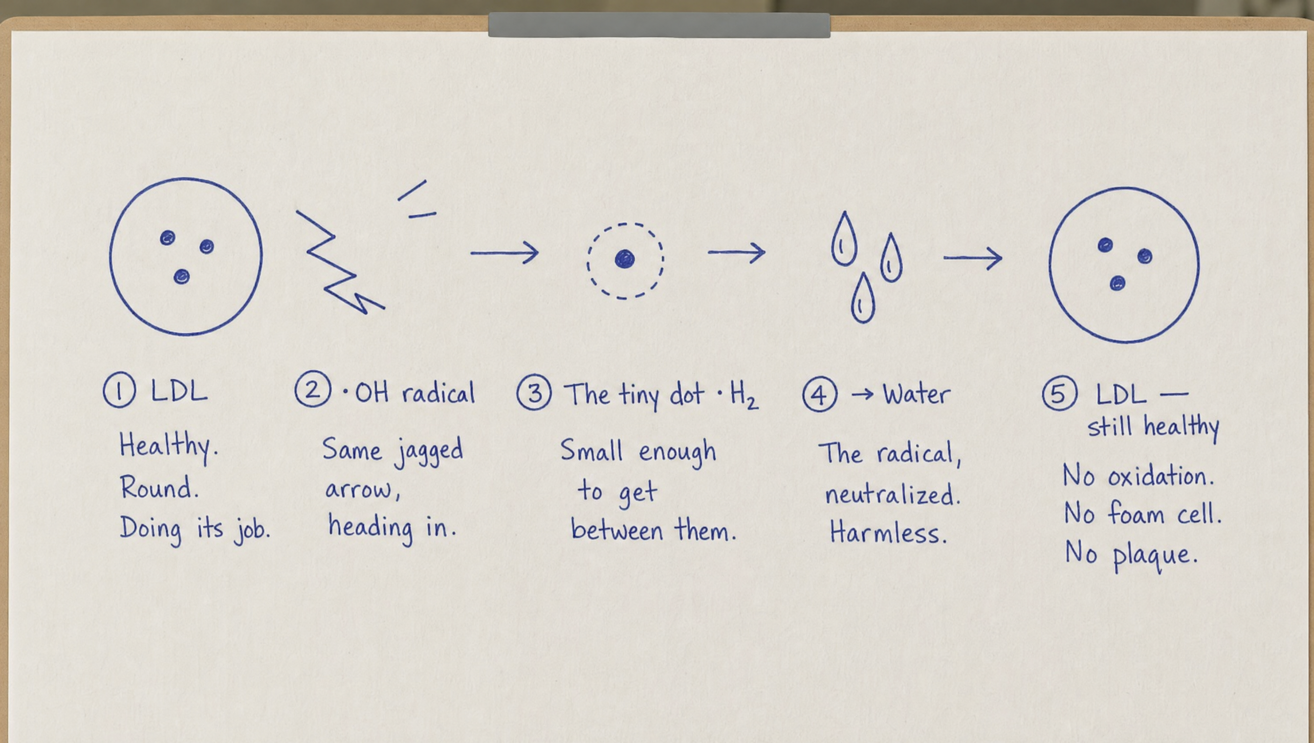 Hand-drawn diagram in blue ink — the intervention, in five shapes. (1) LDL: healthy, round, doing its job. (2) Hydroxyl radical: the same jagged arrow heading in. (3) The tiny dot, H2: small enough to get between them. (4) Water: the radical neutralized, harmless. (5) LDL still healthy: no oxidation, no foam cell, no plaque.