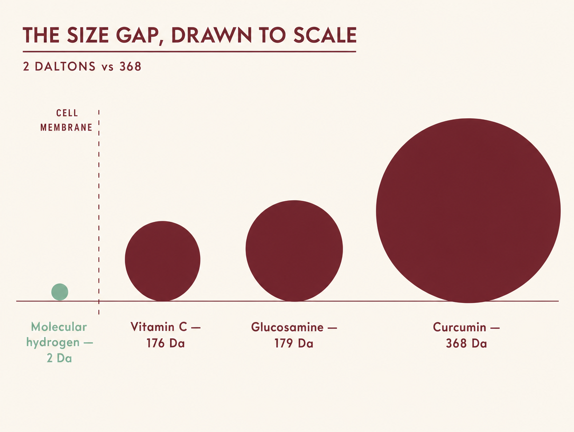 The size gap, drawn to scale: molecular hydrogen at 2 daltons crosses the cell membrane, while vitamin C at 176, glucosamine at 179 and curcumin at 368 daltons are too large to pass.