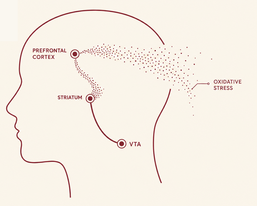 Diagram of the mesolimbic dopamine pathway from VTA to striatum to prefrontal cortex, with oxidative stress scattering the signal.