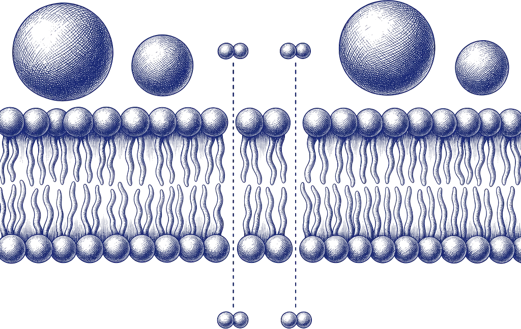 H₂ passing through a cell membrane while larger antioxidants are blocked