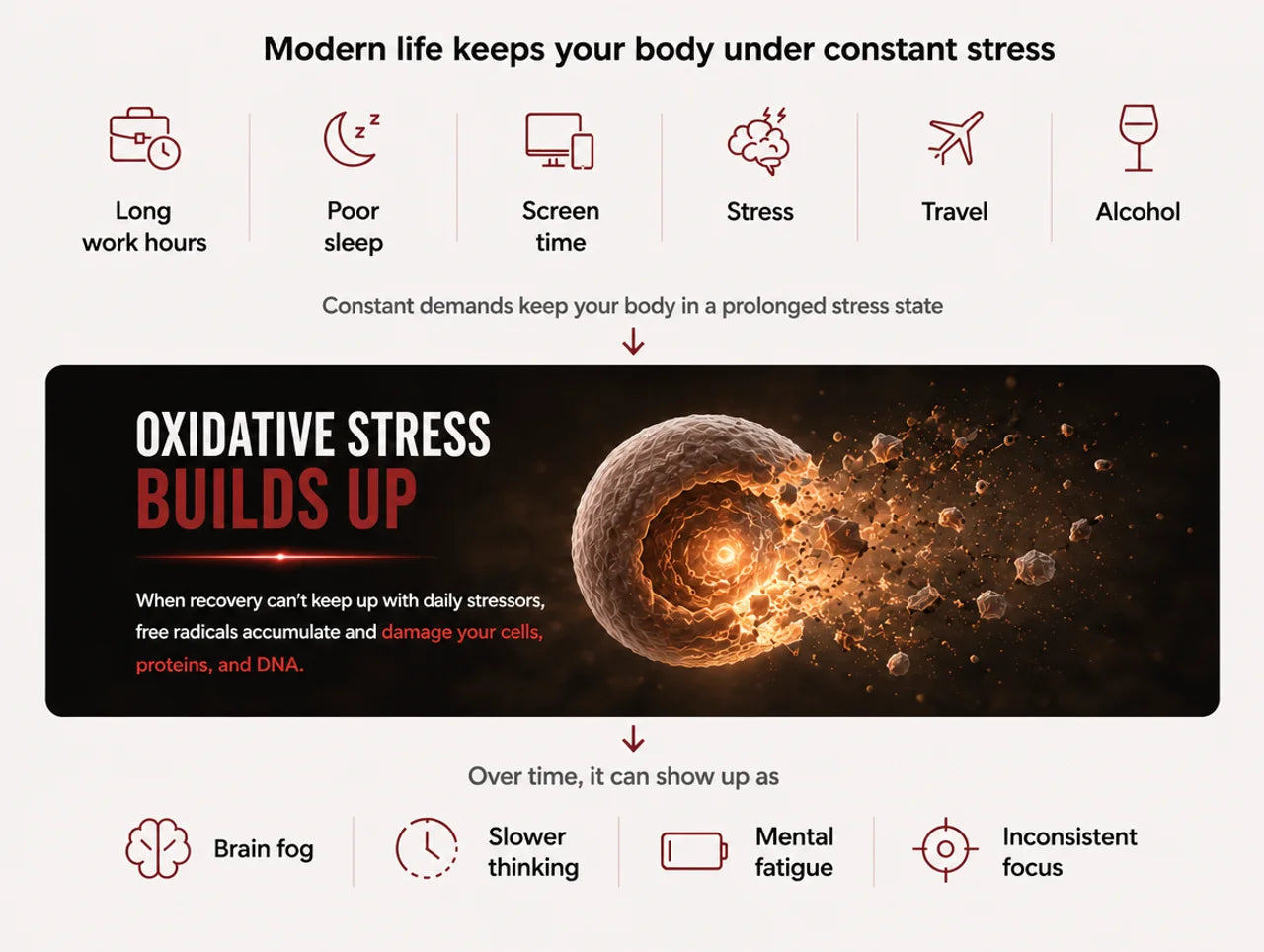 Modern life keeps your body under constant stress; oxidative stress builds up and shows up as brain fog