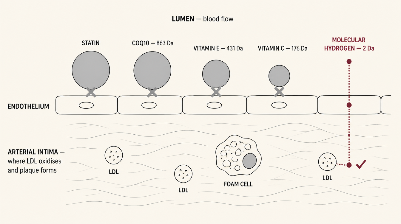 Cross-section of an artery wall: statin, CoQ10, vitamin E and vitamin C stopped at the endothelium while molecular hydrogen passes through into the intima.