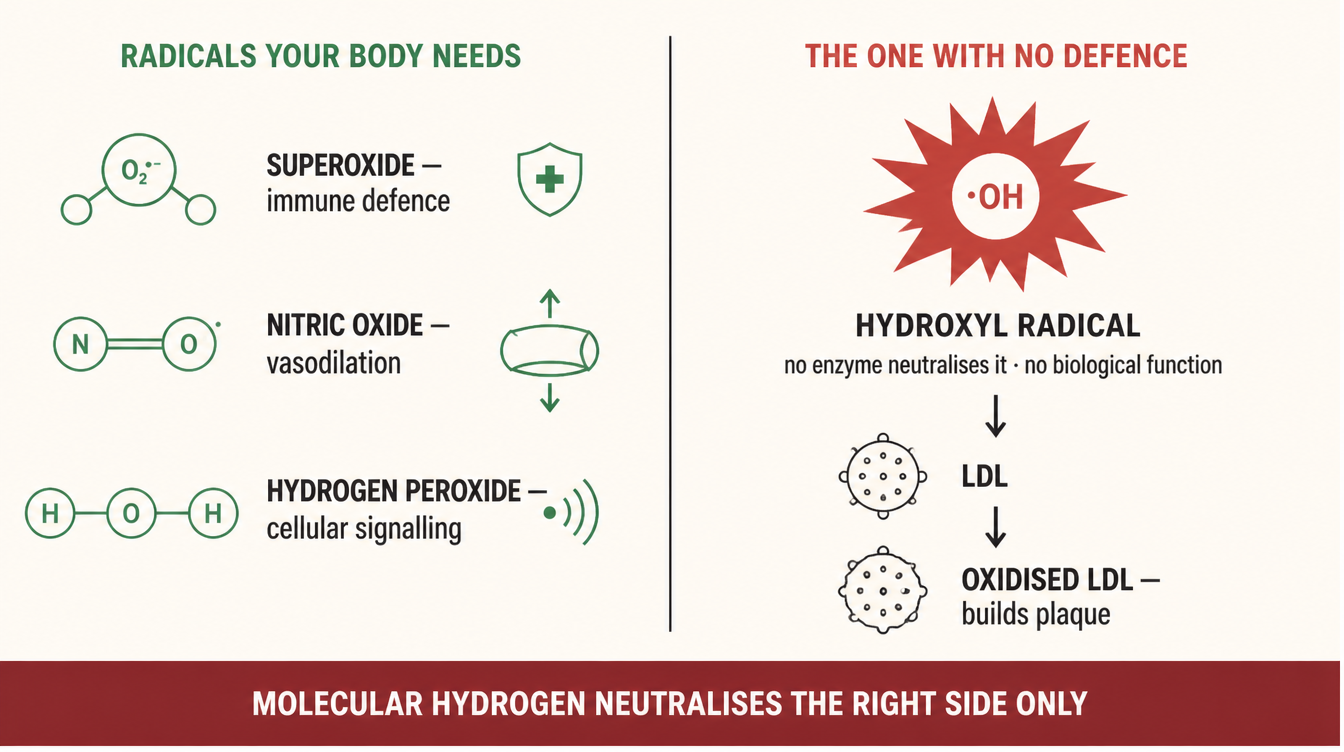 Left: superoxide, nitric oxide and hydrogen peroxide, the radicals your body needs. Right: the hydroxyl radical, which has no enzymatic defence and oxidises LDL into the molecule that builds plaque.