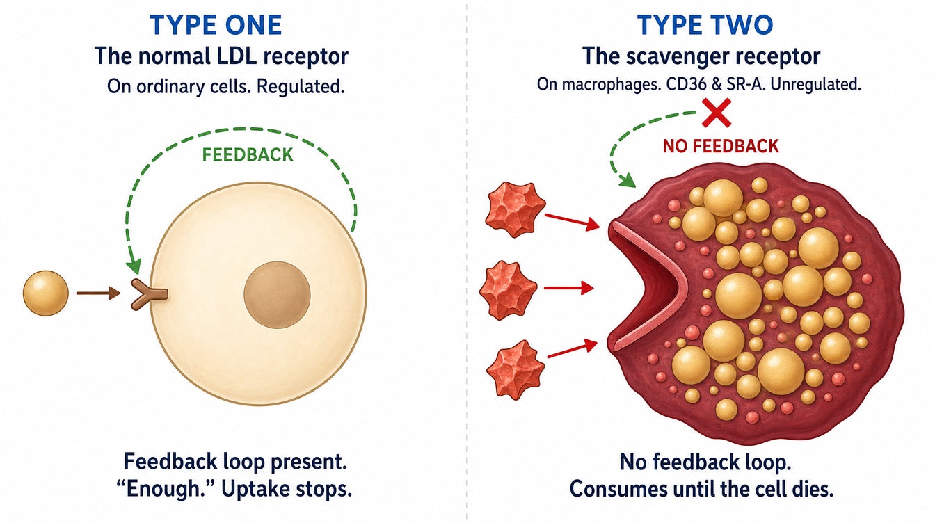 Two-panel comparison: the normal LDL receptor on ordinary cells has a closed green feedback loop so uptake stops, while the macrophage scavenger receptor CD36 and SR-A is a wide-open funnel with its feedback loop crossed out, consuming a queue of oxidized LDL particles until the cell is engorged with lipid droplets.