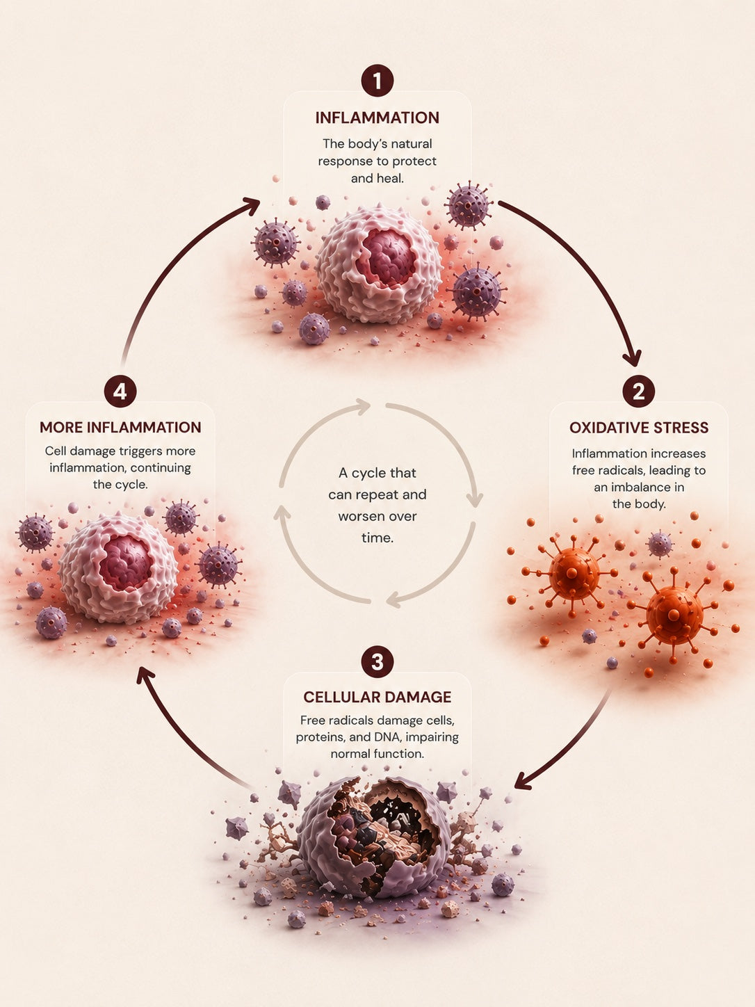A four-stage loop: 1 inflammation, the body's natural response to protect and heal; 2 oxidative stress, as inflammation increases free radicals; 3 cellular damage, as free radicals damage cells, proteins and DNA; 4 more inflammation, as cell damage triggers the cycle again