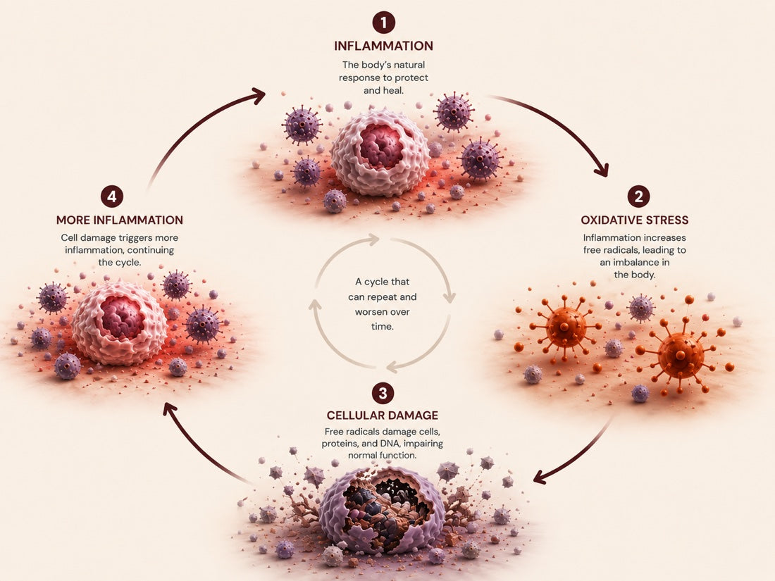 A four-stage loop: 1 inflammation, the body's natural response to protect and heal; 2 oxidative stress, as inflammation increases free radicals; 3 cellular damage, as free radicals damage cells, proteins and DNA; 4 more inflammation, as cell damage triggers the cycle again