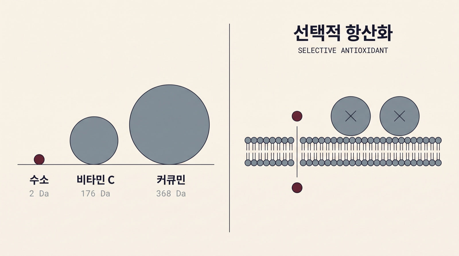 Editorial diagram in Korean and English comparing molecular weights — hydrogen at 2 daltons, vitamin C at 176, curcumin at 368 — and showing hydrogen crossing a cell membrane that blocks the larger molecules.